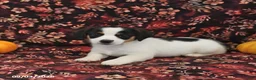 Jack Russell Terrier dogs for sale: Sadie - Ad 3