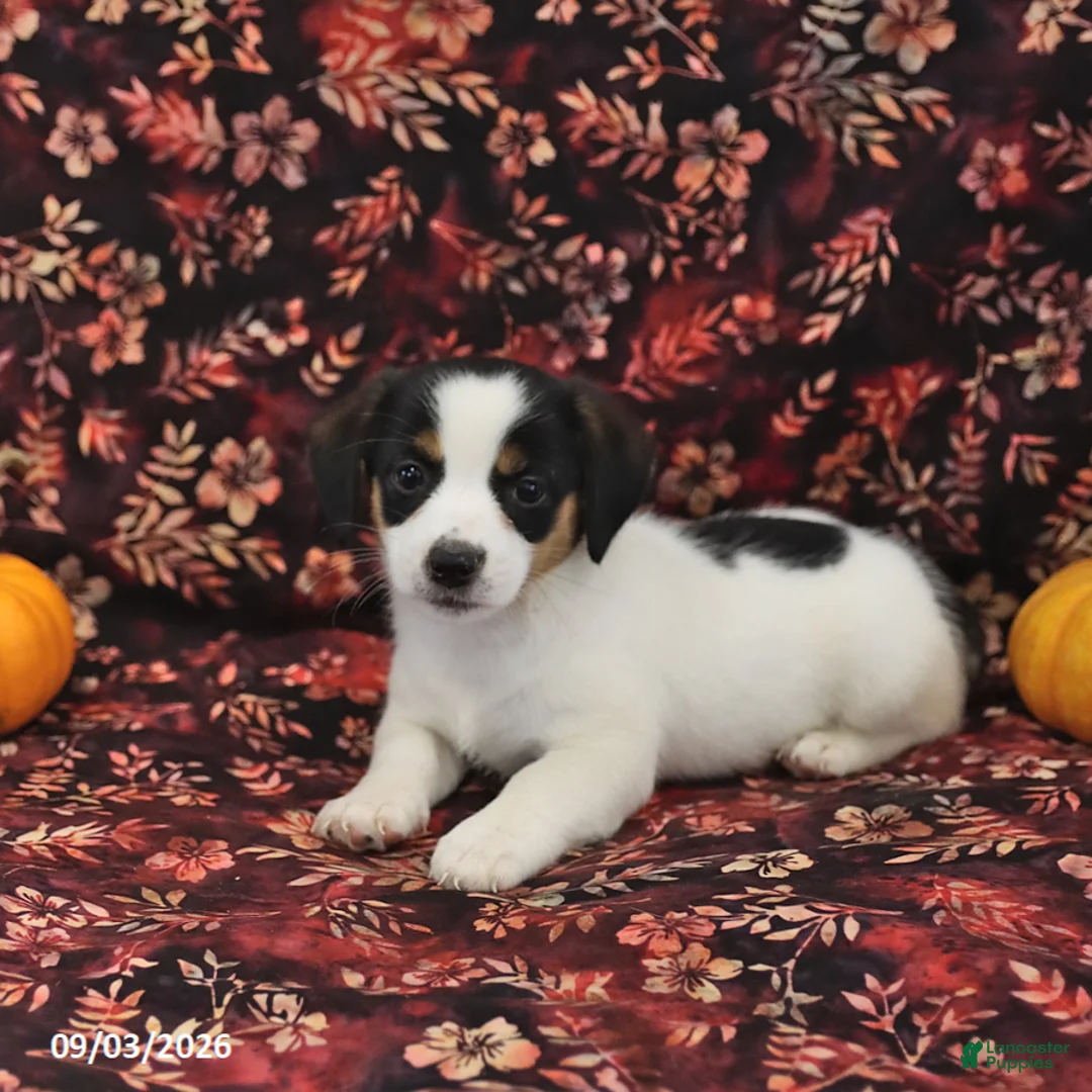 Jack Russell Terrier dogs for sale: Sadie - Ad 3