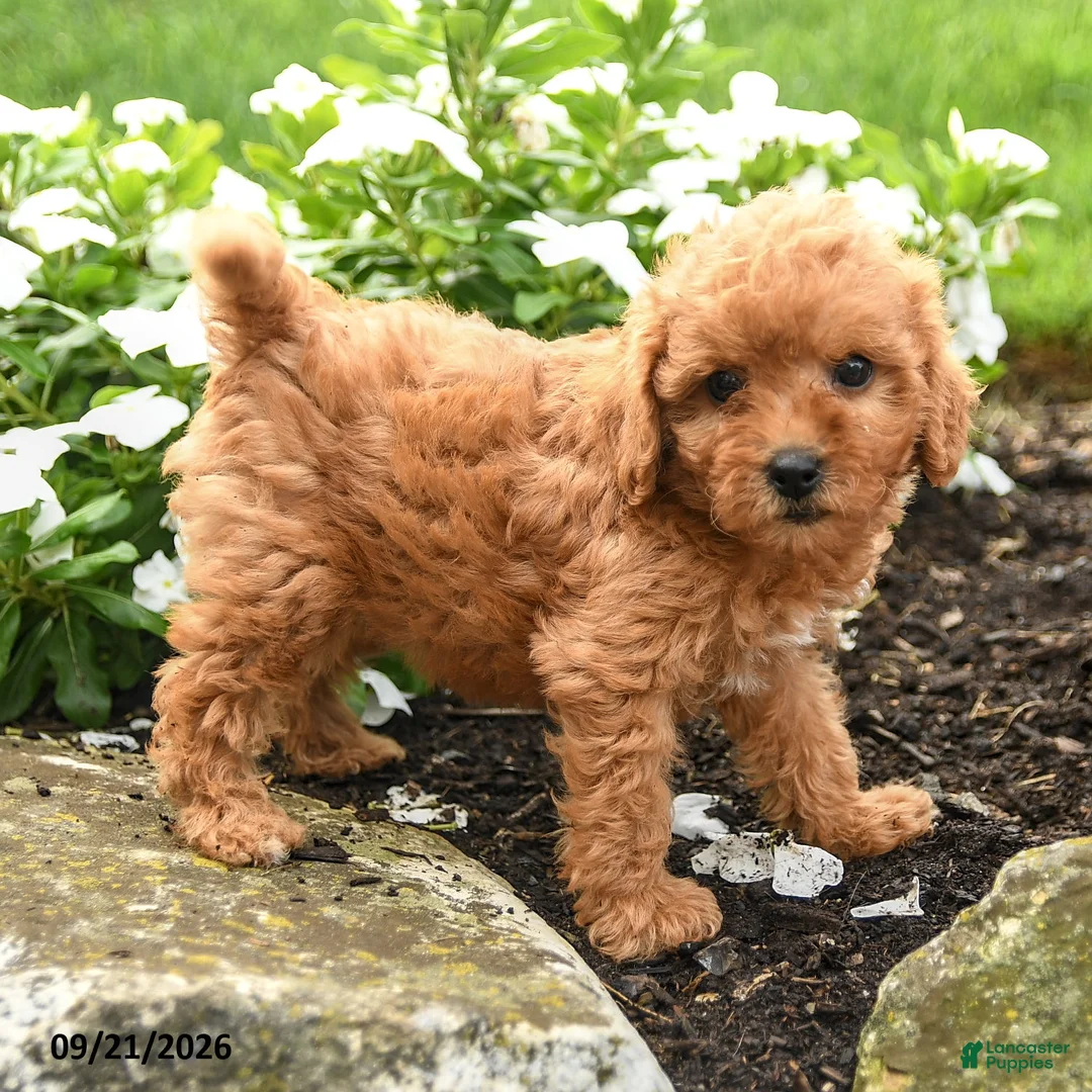Miniature Labradoodle dogs for sale: Pansy - Ad 1