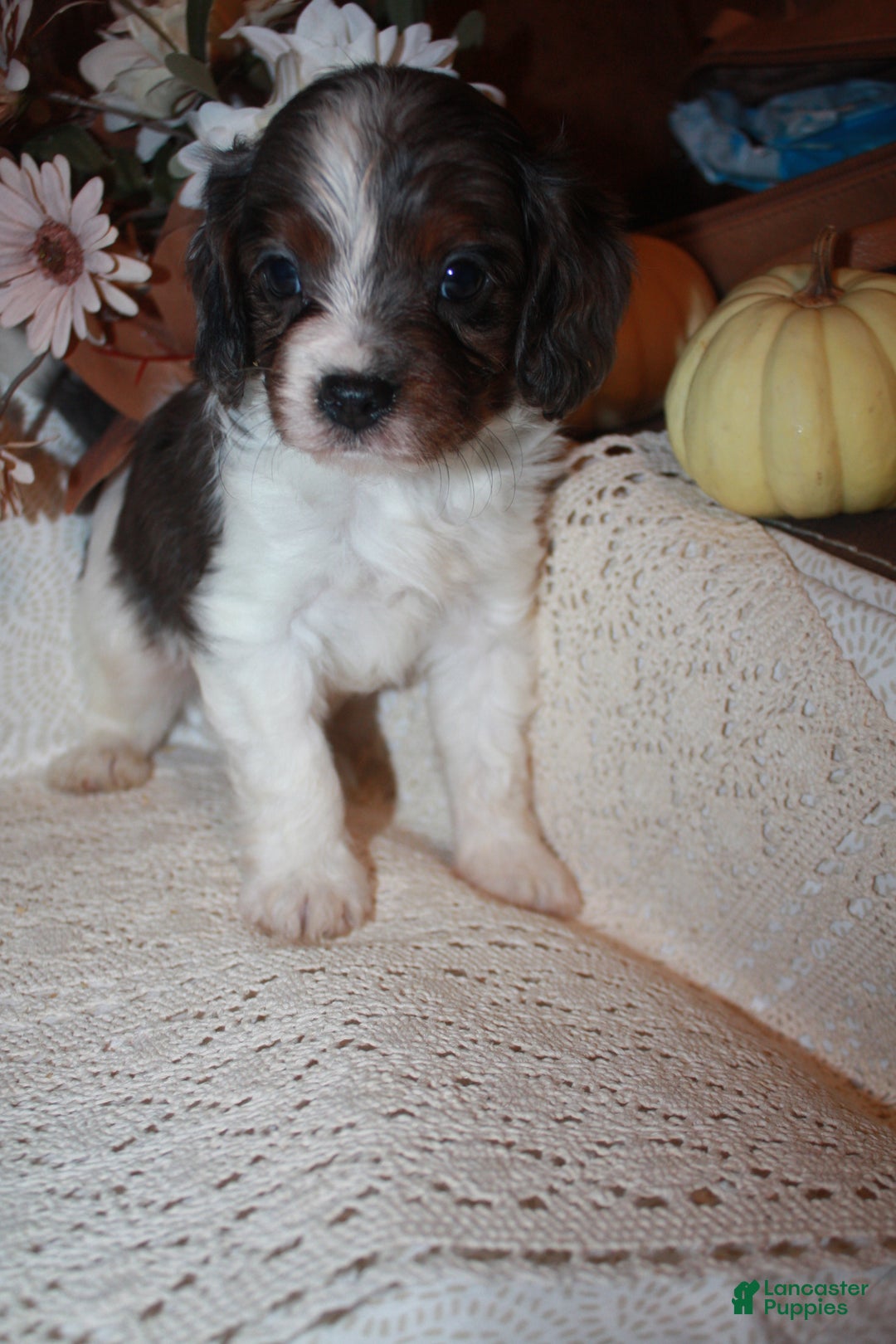 Cavapoo dogs for sale: Luke - Ad 9