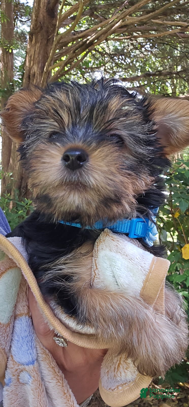 Yorkshire Terrier dogs Trevor Boy - Ad 1