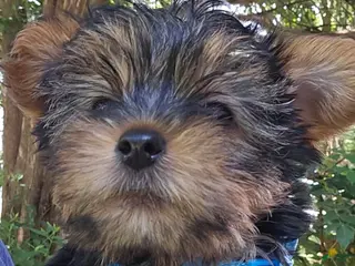 Yorkshire Terrier dogs for sale: Trevor Boy - Ad 2