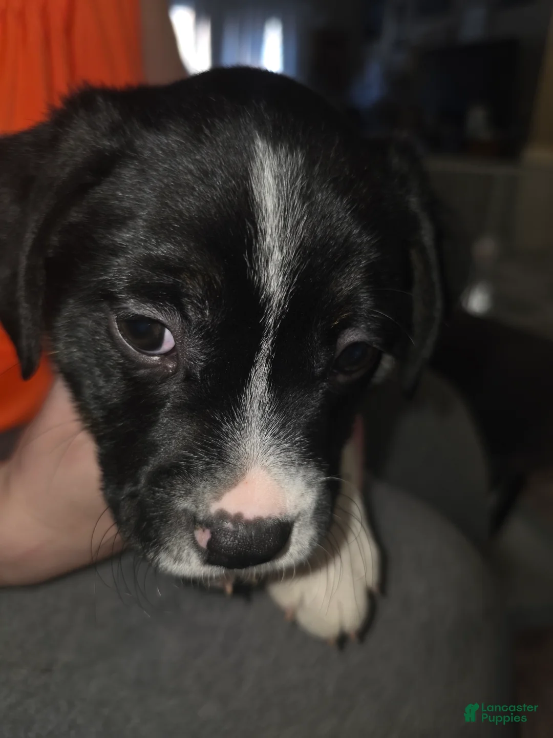 Mixed Breed dogs for sale: Blue *Updated 3/8 - Ad 2