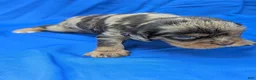 Cavalier King Charles Spaniel dogs for sale: Chocolate tri merle dark - Ad 8