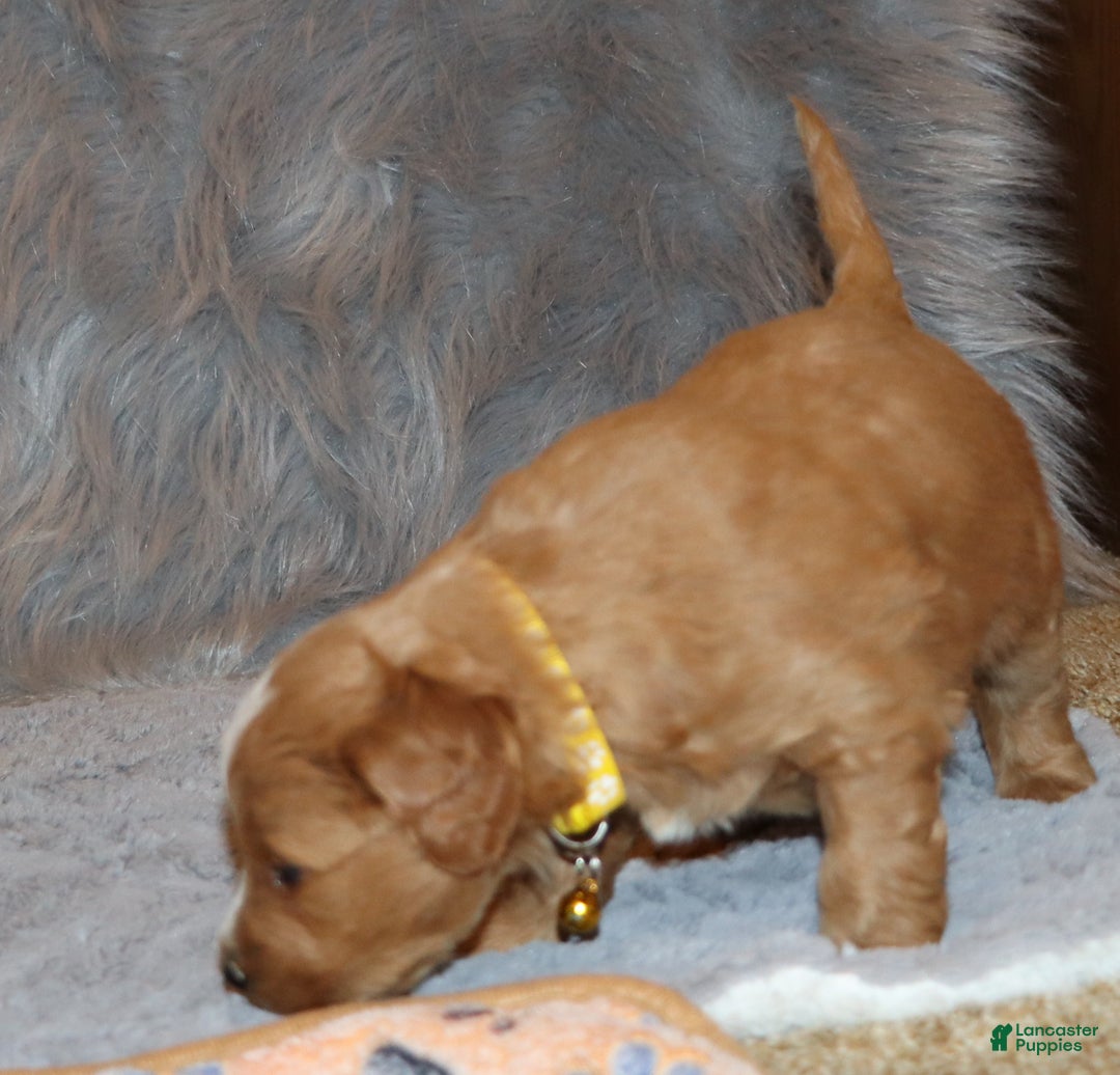 Mini Goldendoodle dogs for sale: Winslow 💙👨‍👨‍👧‍👦💞🐕 - Ad 20