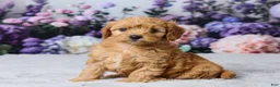 Cavapoo dogs for sale: Layla - Ad 3