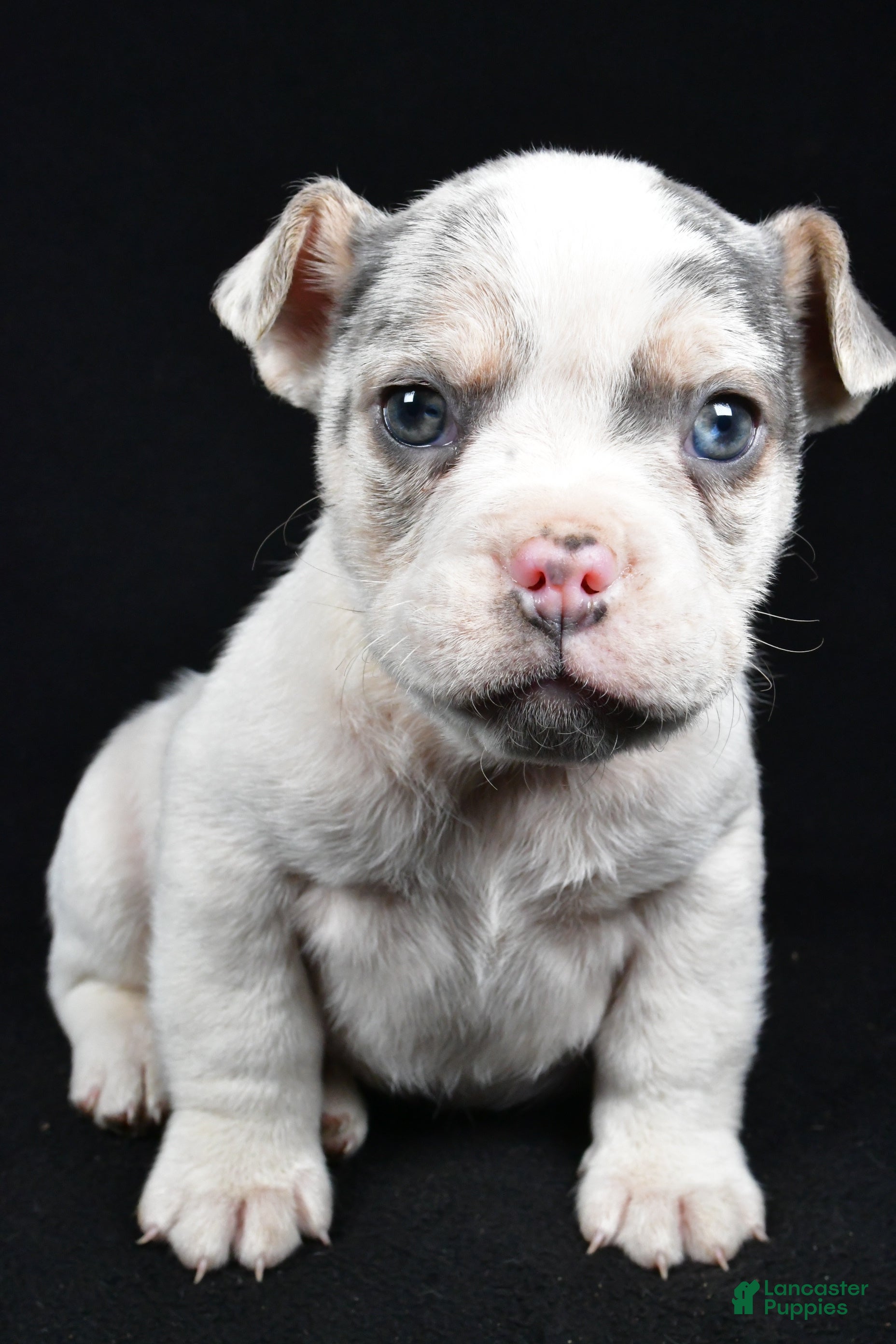 Mixed Breed dogs Pedro - Ad 4