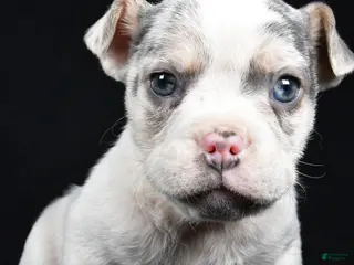 Mixed Breed dogs Pedro - Ad 4