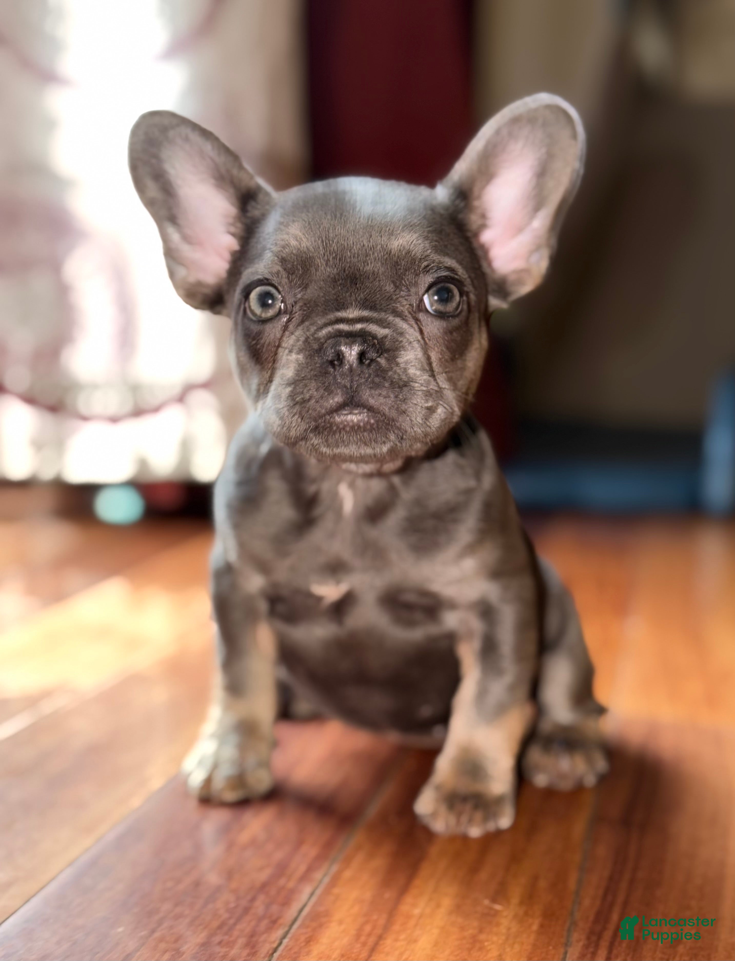 French Bulldog dogs Munchkin - Ad 36