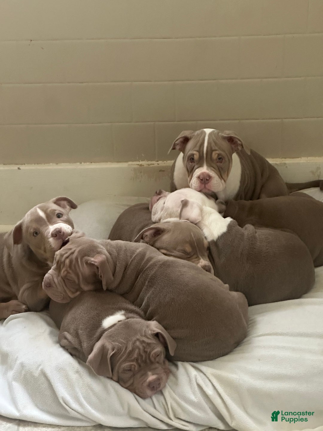 American Bully dogs for sale: American Bully Puppy 1 - Ad 8