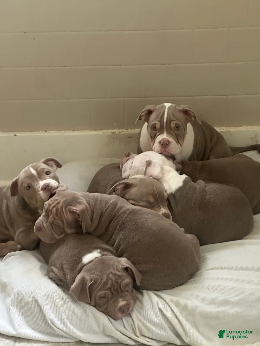 American Bully dogs for sale: American Bully Puppy 7 - Ad 7