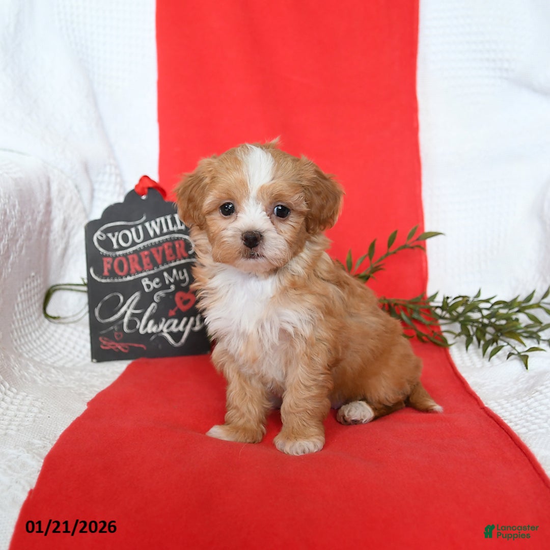 Shihpoo dogs for sale: Duchess - Ad 3