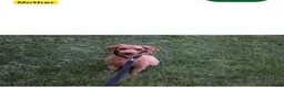 Maltipoo dogs for sale: Daisy - Ad 5