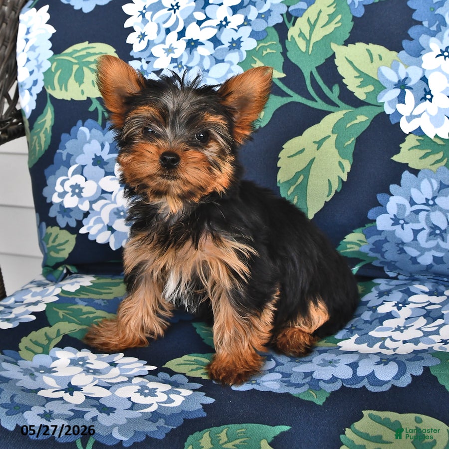 Yorkshire Terrier dogs Taffy - Ad 2