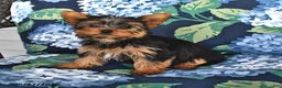 Yorkshire Terrier dogs for sale: Taffy - Ad 2