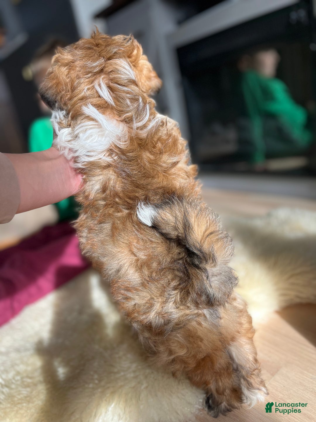 Teddy Bear dogs for sale: Alvidia - Ad 3