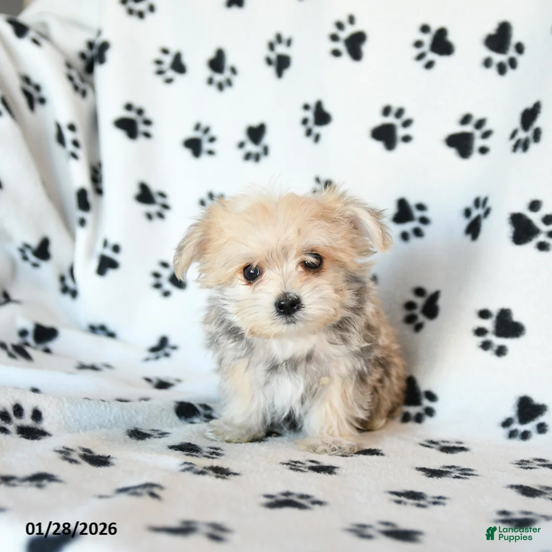 Morkie dogs for sale: Nemo - Ad 4