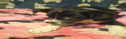 Chihuahua dogs for sale: Misty (T-Cup) - Ad 27