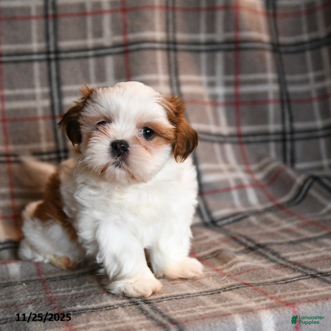Shih Tzu dogs for sale: Hunter - Ad 5