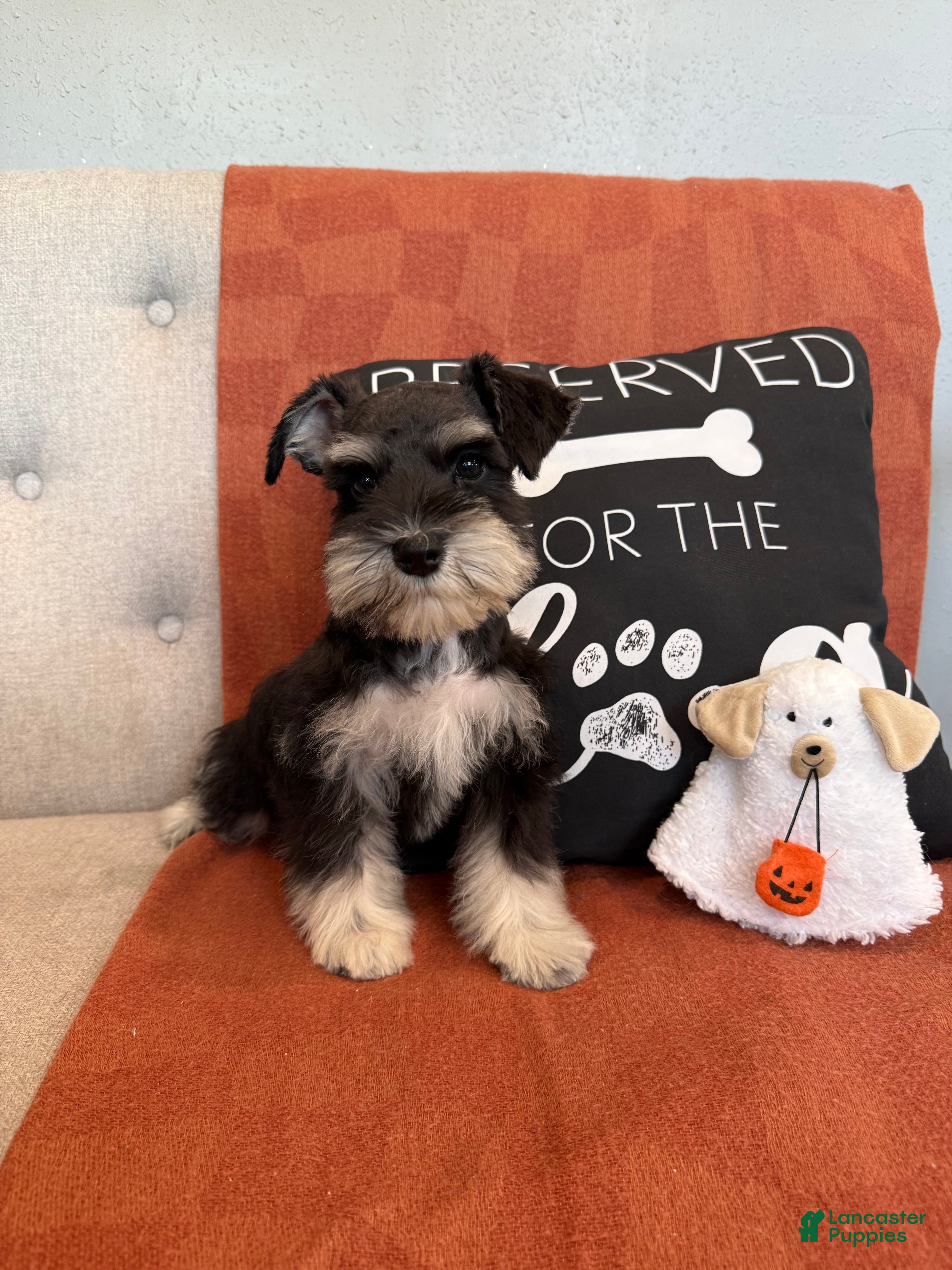 Miniature Schnauzer dogs Coconut - Ad 32