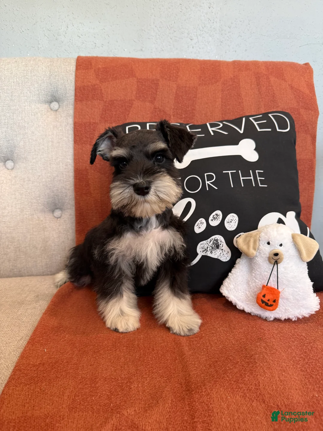 Miniature Schnauzer dogs for sale: Coconut - Ad 1