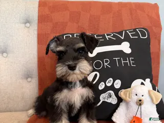 Miniature Schnauzer dogs Coconut - Ad 32