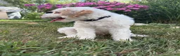 Mini Goldendoodle dogs for sale: Zeus - Ad 6