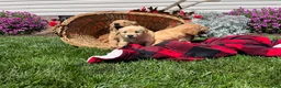 Golden Retriever dogs for sale: Finn❤️AKC Registered - Ad 4