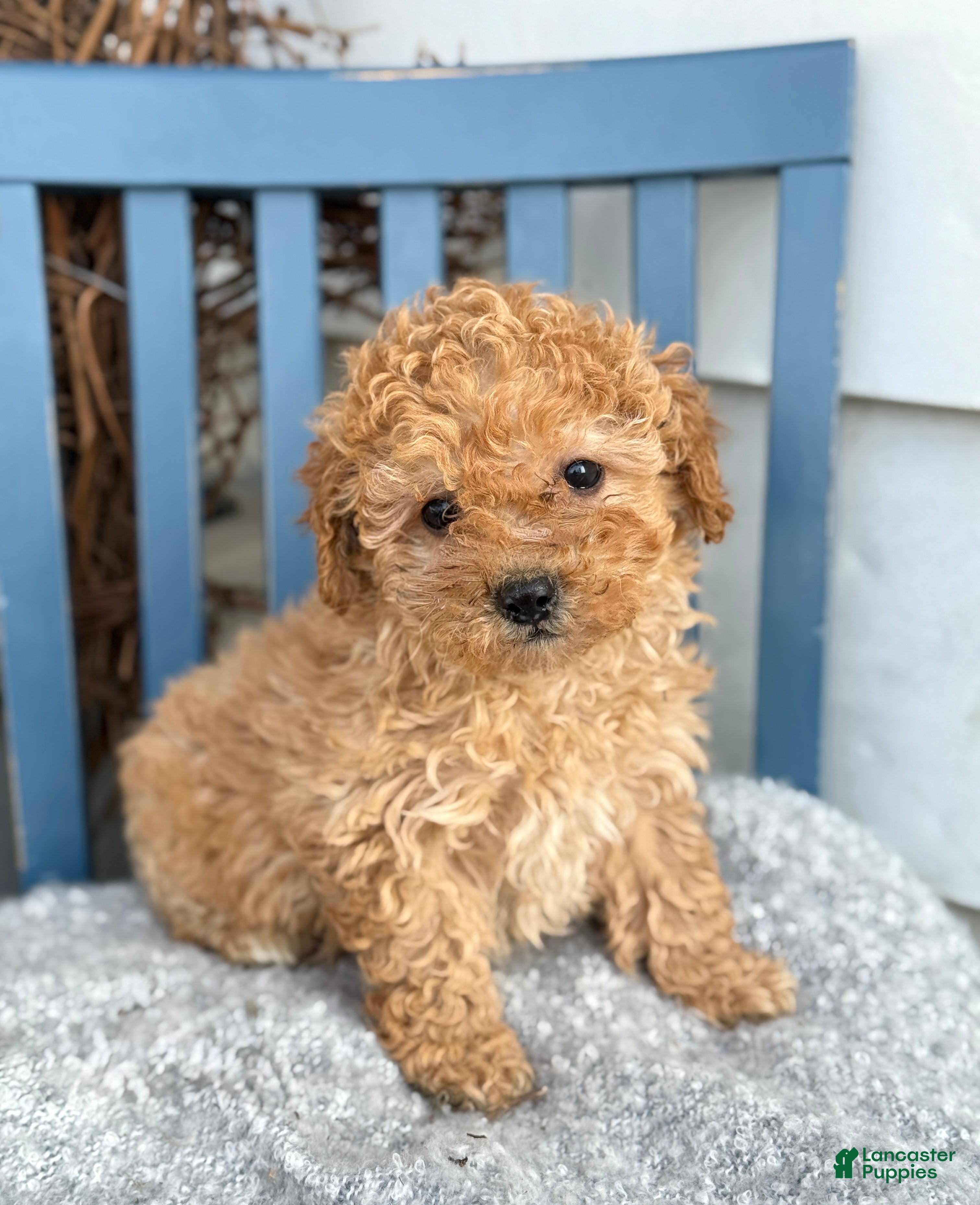 Toy Poodle dogs Oaks - Ad 7