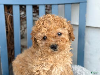 Toy Poodle dogs Oaks - Ad 7
