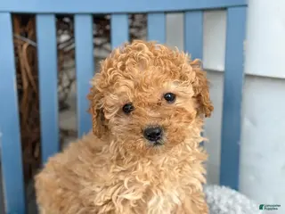 Toy Poodle dogs for sale: Oaks - Ad 4