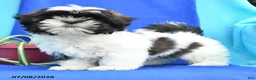 Shih Tzu dogs for sale: Conrad - Ad 3