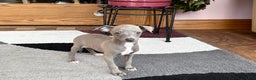 Italian Greyhound dogs for sale: Larry - Ad 19