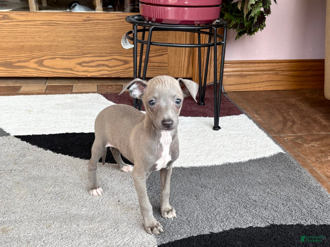 Italian Greyhound dogs for sale: Larry - Ad 19