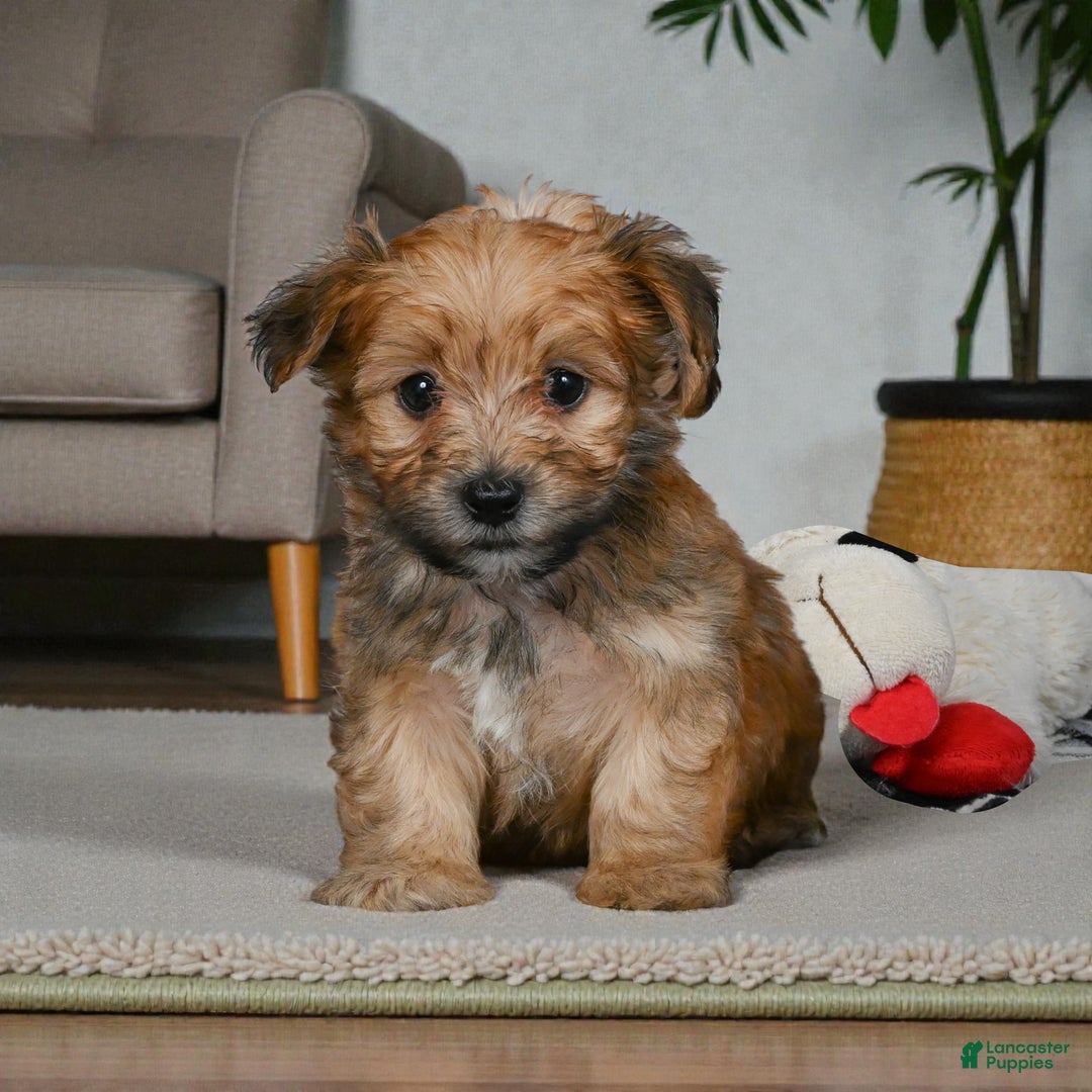 Morkie dogs for sale: OLLIE - Ad 1