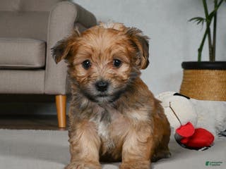 Morkie dogs OLLIE - Ad 4