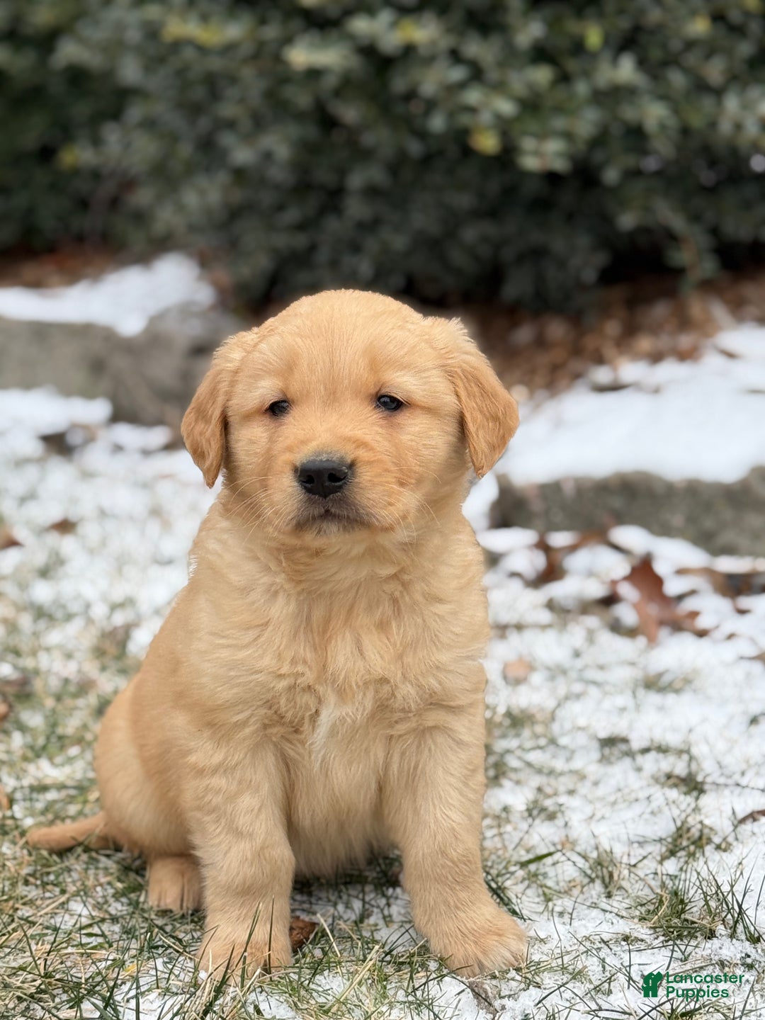 Golden Retriever dogs for sale: Sammy - Ad 7