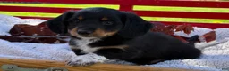 Miniature Dachshund dogs for sale: Baxter - Ad 8