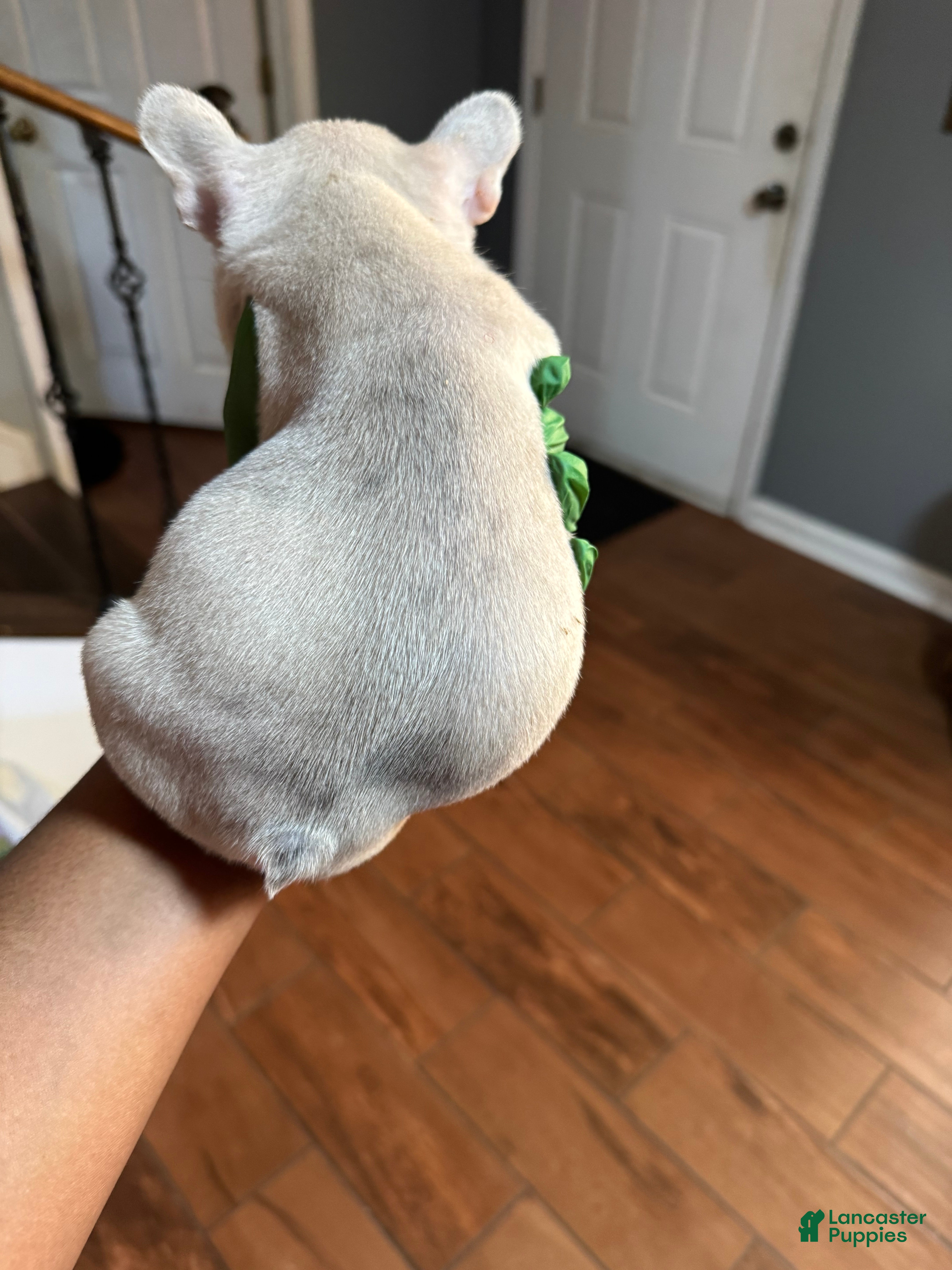 French Bulldog dogs French Bulldog 3 - Ad 2