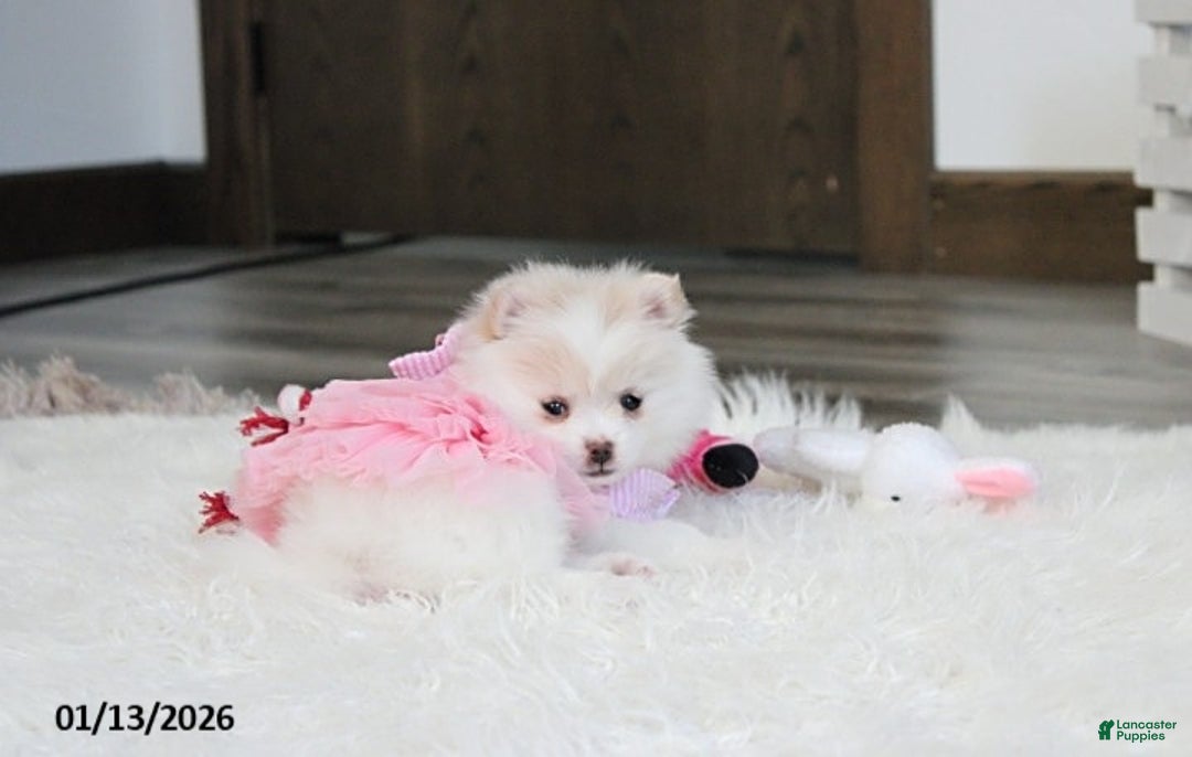 Pomeranian dogs for sale: Allie - Ad 6
