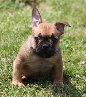 French Bulldog dogs SNOOPY RED WITH BLACK MASK - Ad 23