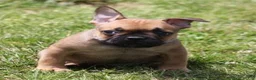 French Bulldog dogs for sale: SNOOPY RED WITH BLACK MASK - Ad 1