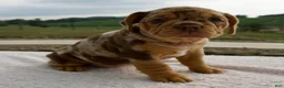Beabull dogs for sale: Mila - Ad 4