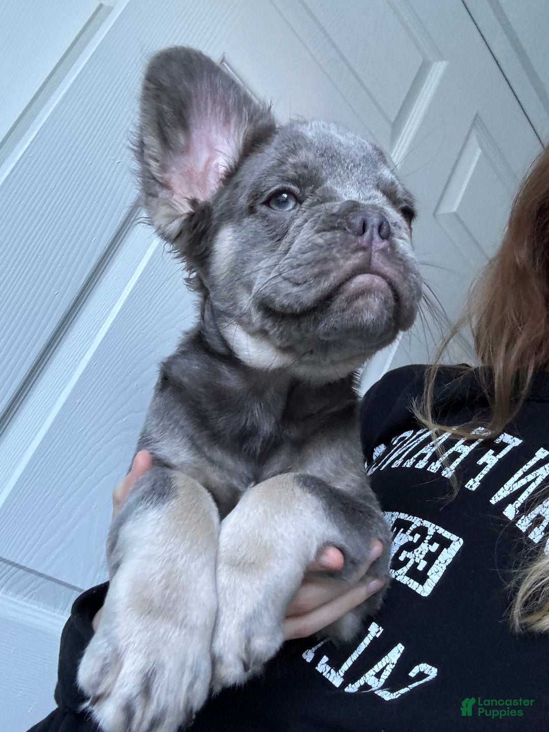 French Bulldog dogs for sale: Lilac tan fluffy french bulldog  - Ad 7