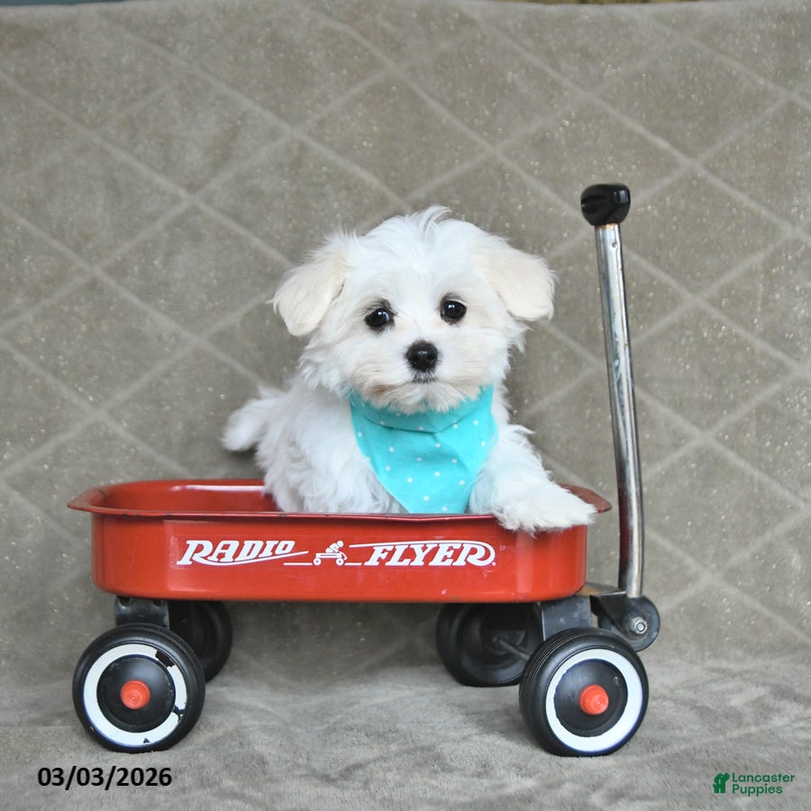 Maltese dogs Beau - Ad 1