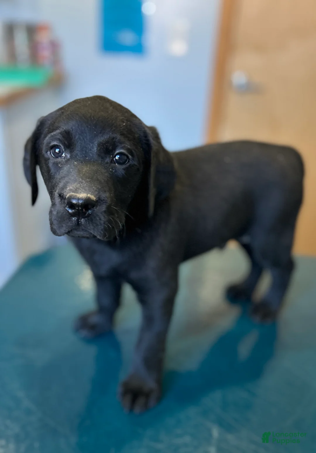 Labrador Retriever dogs for sale: Cole - Ad 1