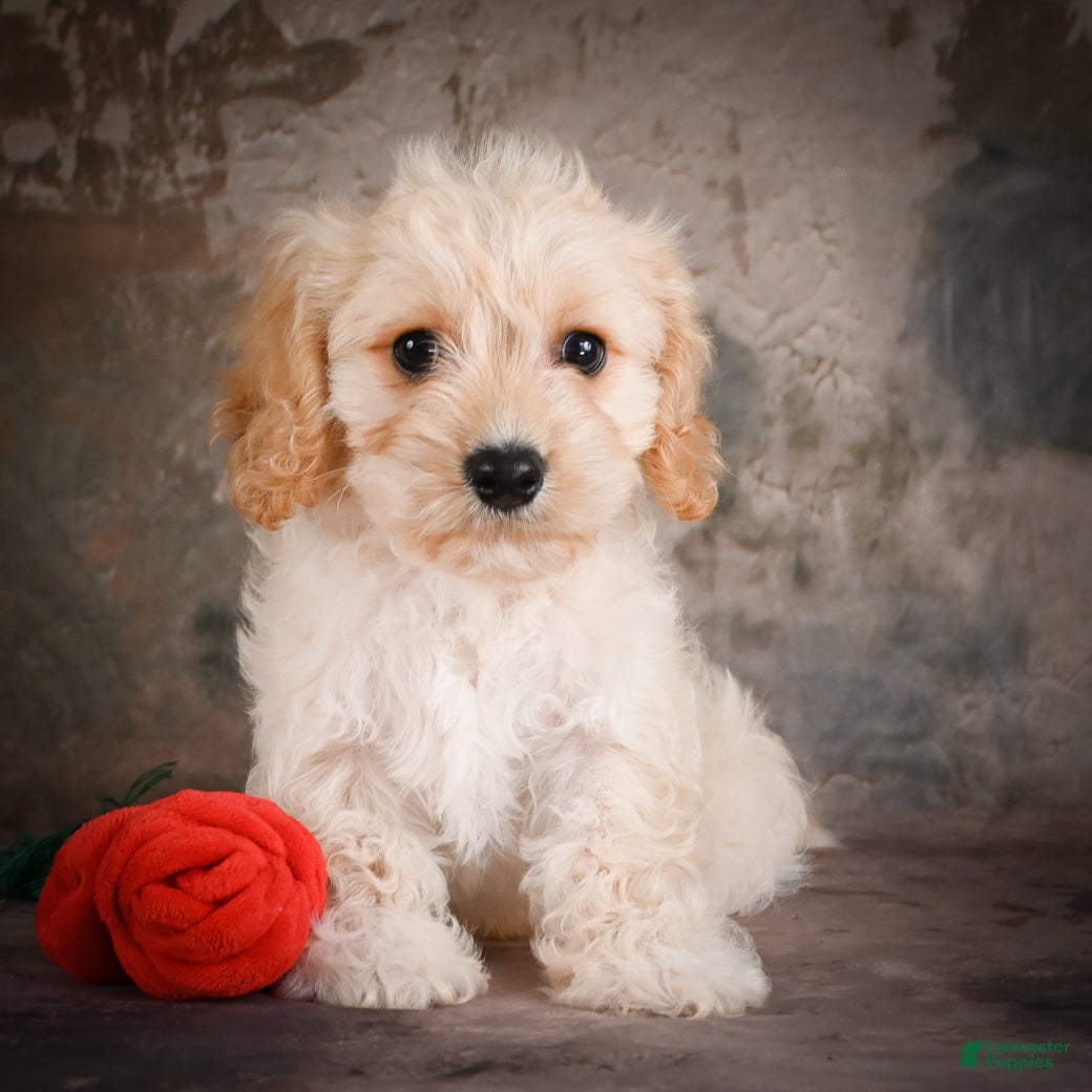 Cavachon dogs for sale: Jerrry - Ad 2