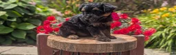 Yorkiepoo dogs for sale: Ziggy - Ad 4