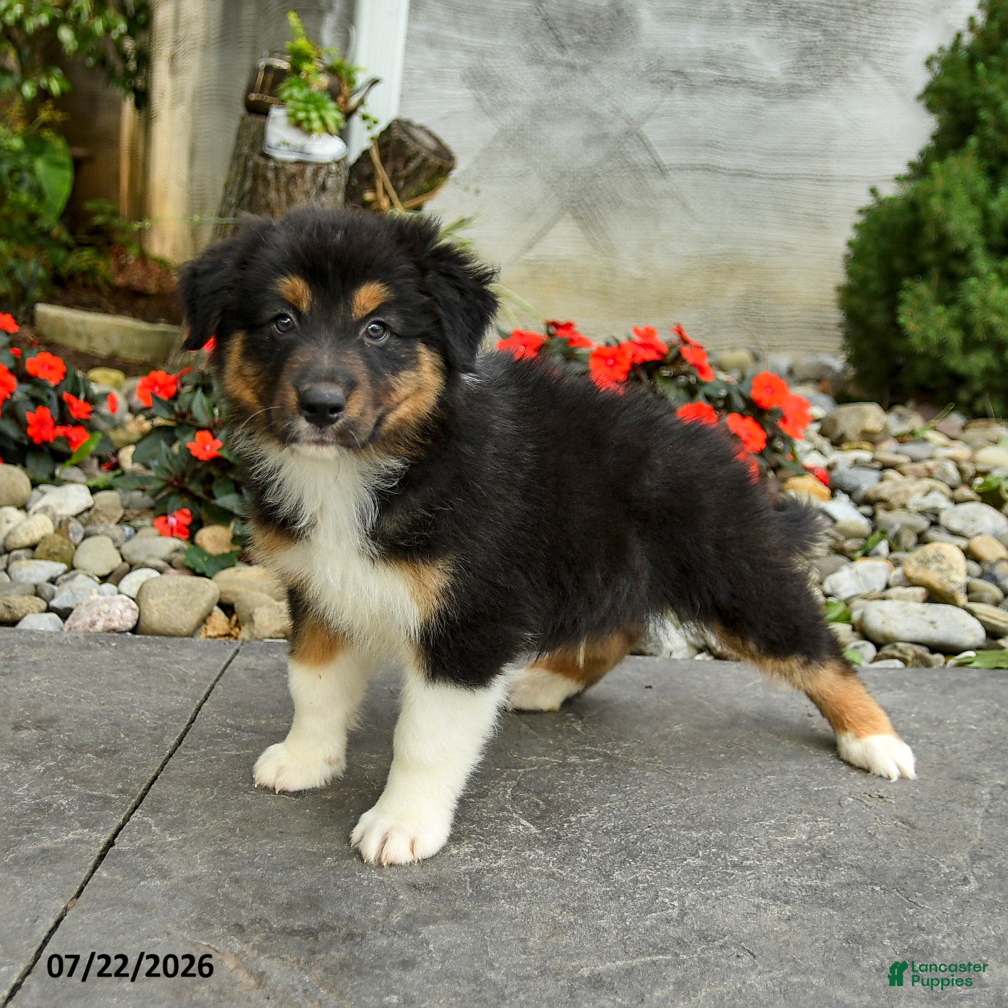Australian Shepherd dogs Amar  - Ad 1