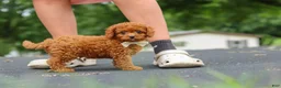 Cavapoo dogs for sale: Wallen - Ad 16